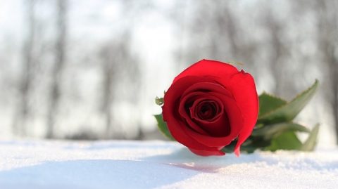 La liberazione del mio cuore