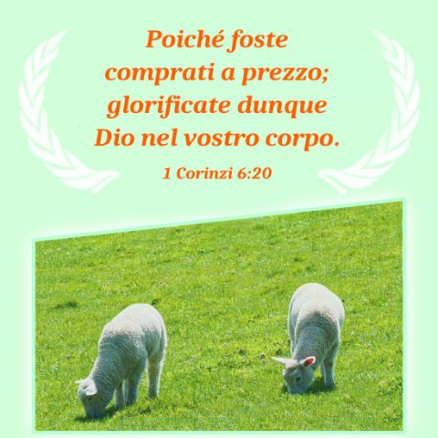 Due pecore pascolano