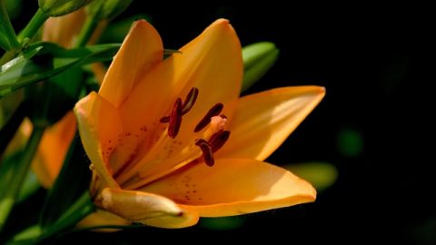 fiore