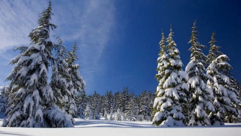 pino,neve,luce,sole,cielo