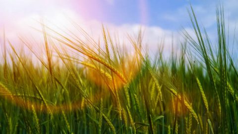 Campo di grano