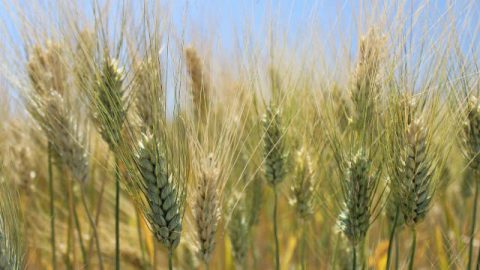 celo,grano，cielo