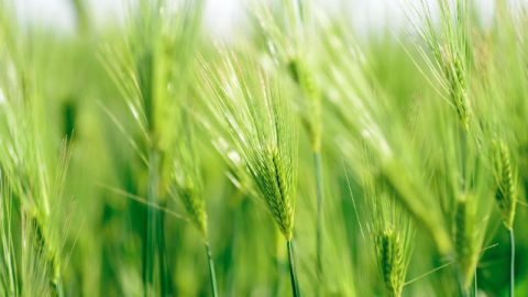 Cresce il grano