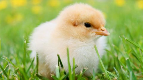 Dio ha creato un pollo molto carino