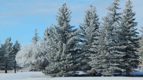Vita tenace che cresce nella neve