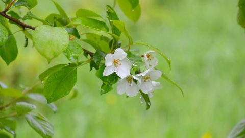 Fiori e foglie creati da Dio