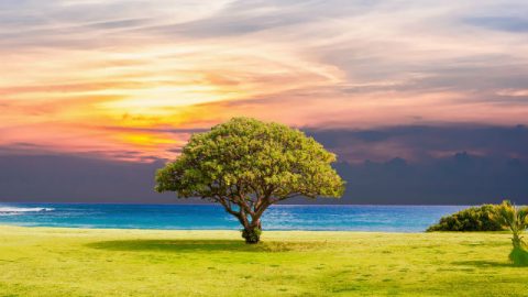 Un albero vicino al mare è fatto da Dio