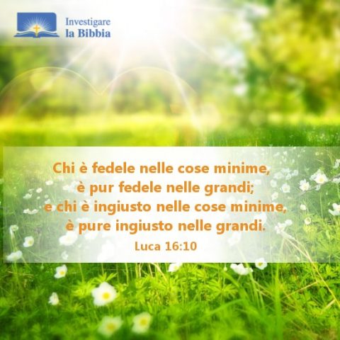 Fiori che crescono al sole