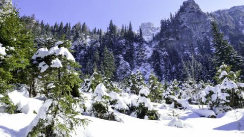 pino,neve,mantagna,cielo