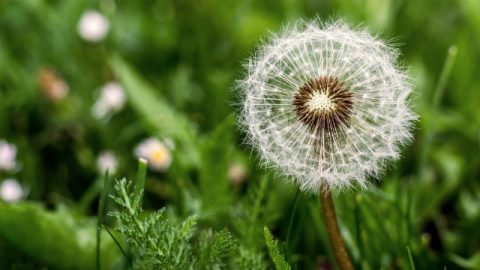 Fiori e piante sono creati da Dio
