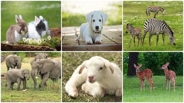 Animals created by God, sheep, elephants, dogs, rabbits