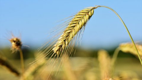 Il grano fatto da Dio provvede l'umanità