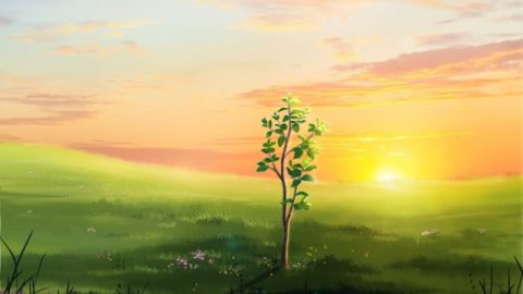 Un albero della vita