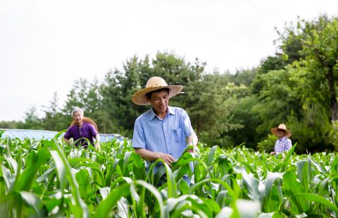 Se una testimonianza sia vera quando si crede in Dio soltanto per godere della la Sua grazia