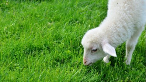 Agnello al pascolo