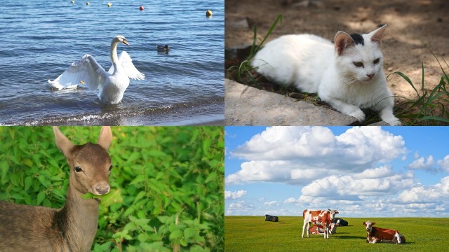 Dio traccia i confini per i vari uccelli, animali, pesci, insetti e per tutte le piante